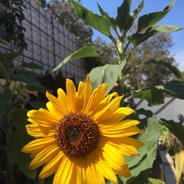 Sunflowers persist ,flower in hard times and are joyful